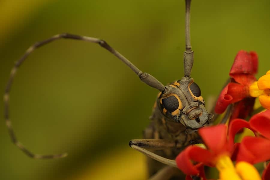 AI-Supported Bug Reproduction