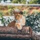 Photo Blockchain Wildlife Conservation