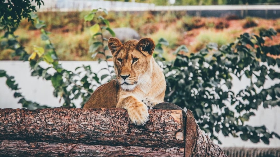 Photo Blockchain Wildlife Conservation