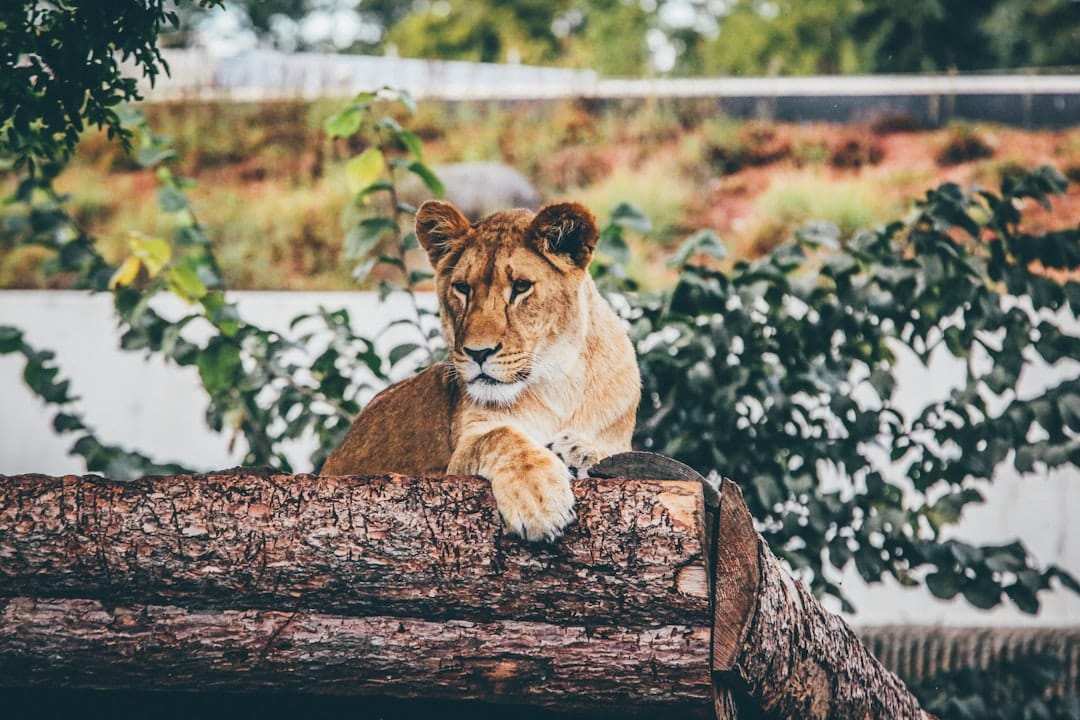 Photo Blockchain Wildlife Conservation