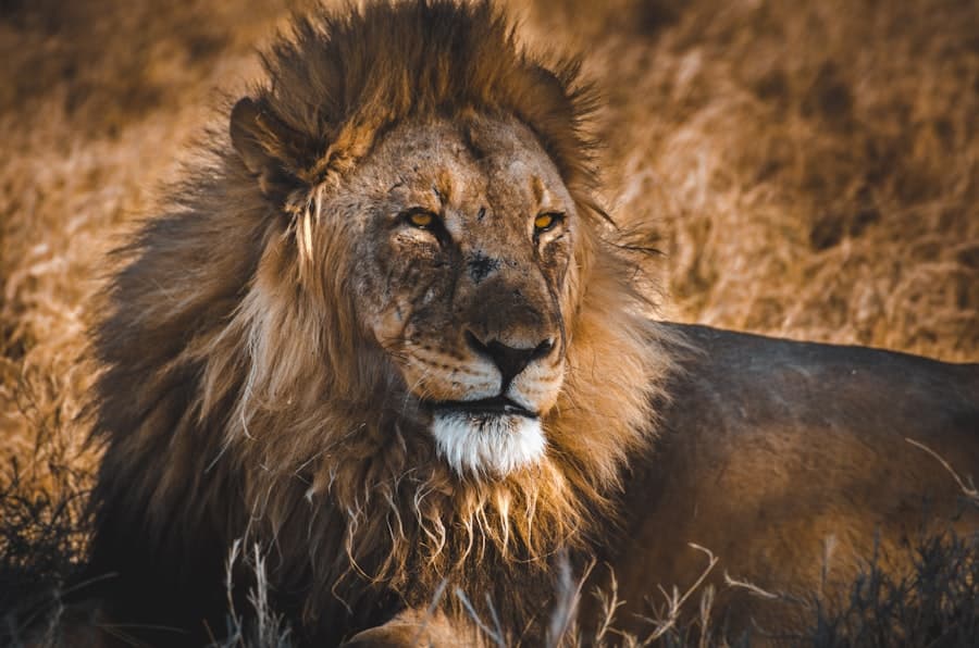 Photo Blockchain Wildlife Conservation