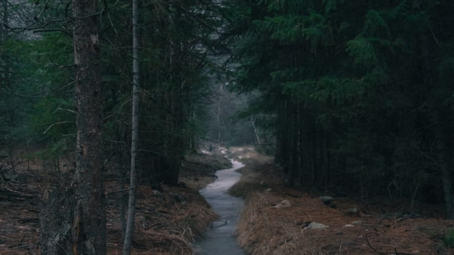 Photo AI Streamlining