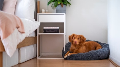 Photo Wearable Air Purifiers