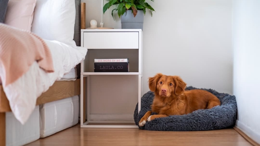 Photo Wearable Air Purifiers