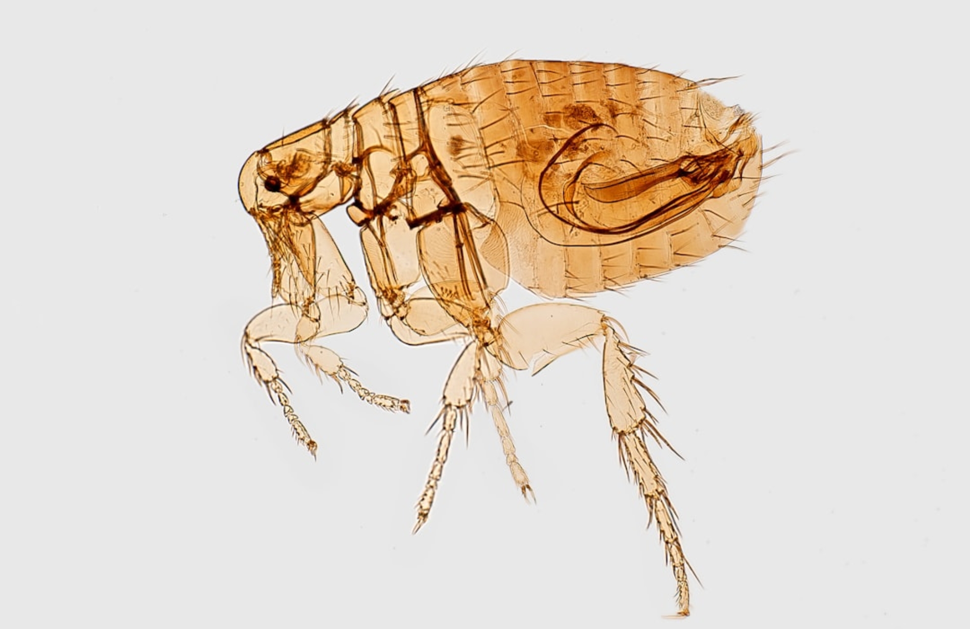 Photo AI-Supported Bug Reproduction