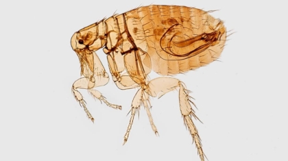 Photo AI-Supported Bug Reproduction