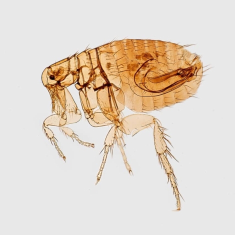 Photo AI-Supported Bug Reproduction