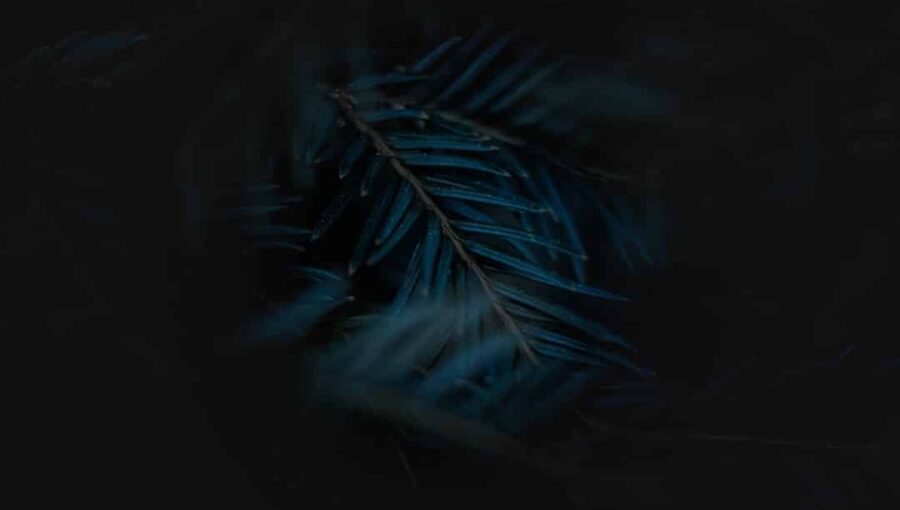 Photo Metas Quest 4 Preview