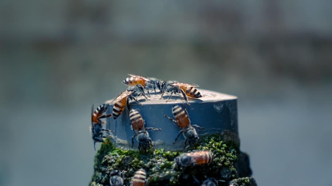 Photo Swarm Robotics