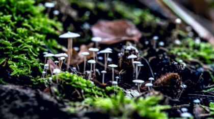 Photo Plugin Ecosystems