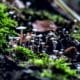 Photo Plugin Ecosystems
