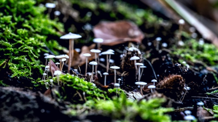 Photo Plugin Ecosystems