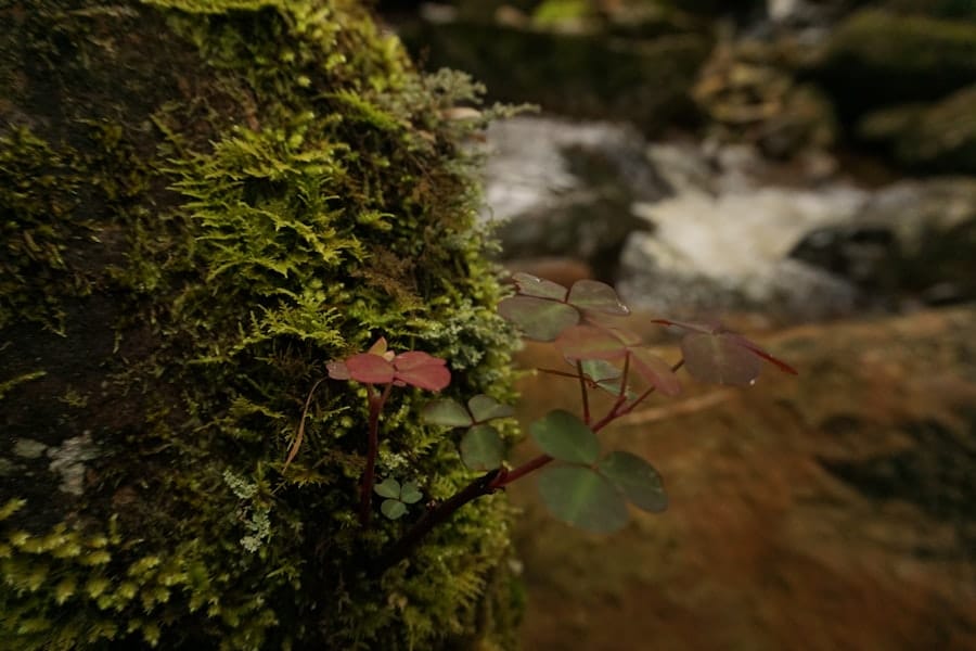 Tech-Augmented Nature Experiences