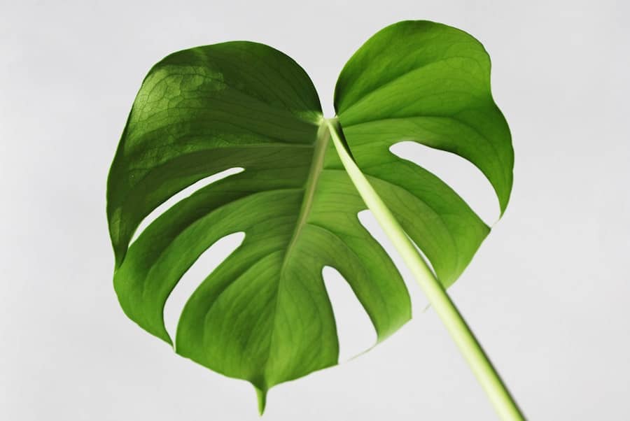 Green Finance Adoption