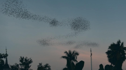 Photo Swarm Robotics