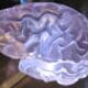 Photo Neurotech