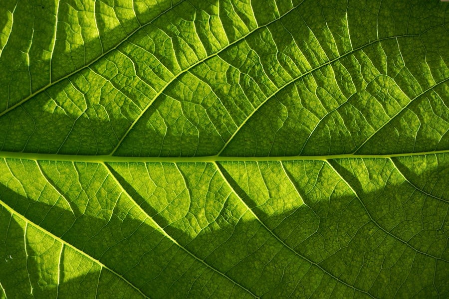 Green Finance Adoption