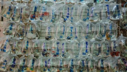 Photo Biodegradable Plastics