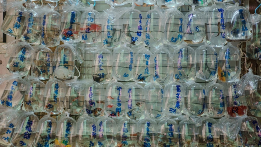 Photo Biodegradable Plastics