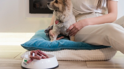 Photo IoT, Pet Care, Automated Solutions