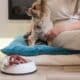 Photo IoT, Pet Care, Automated Solutions