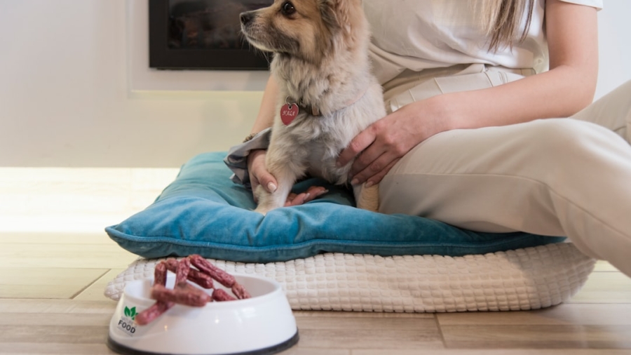 Photo IoT, Pet Care, Automated Solutions