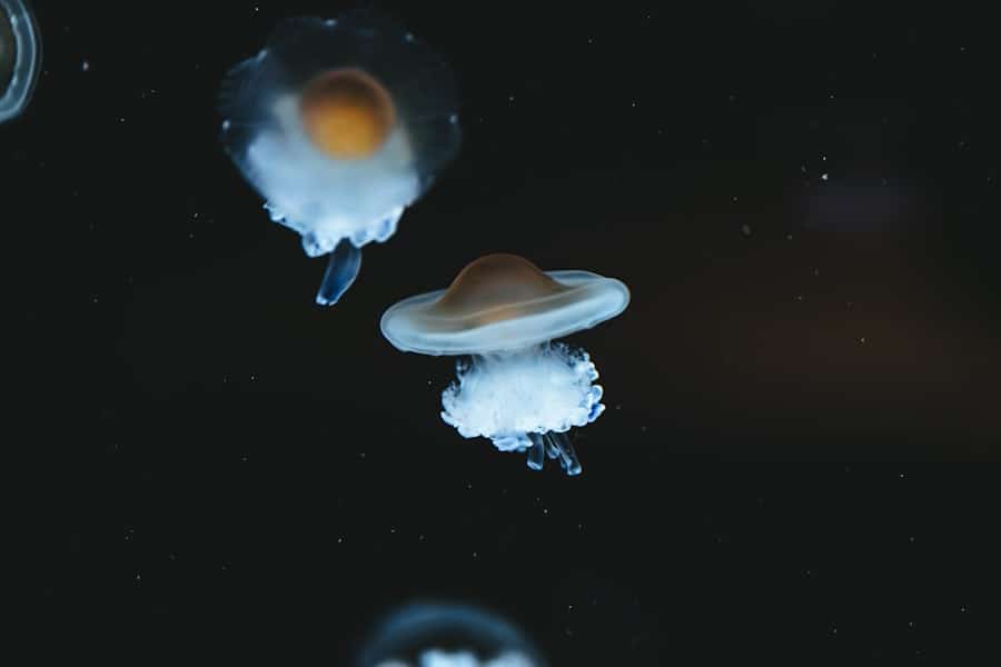 Photo Space Experiments