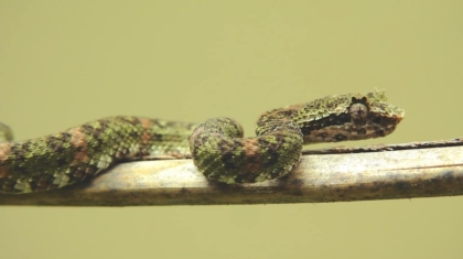 Photo Web Scraping Python