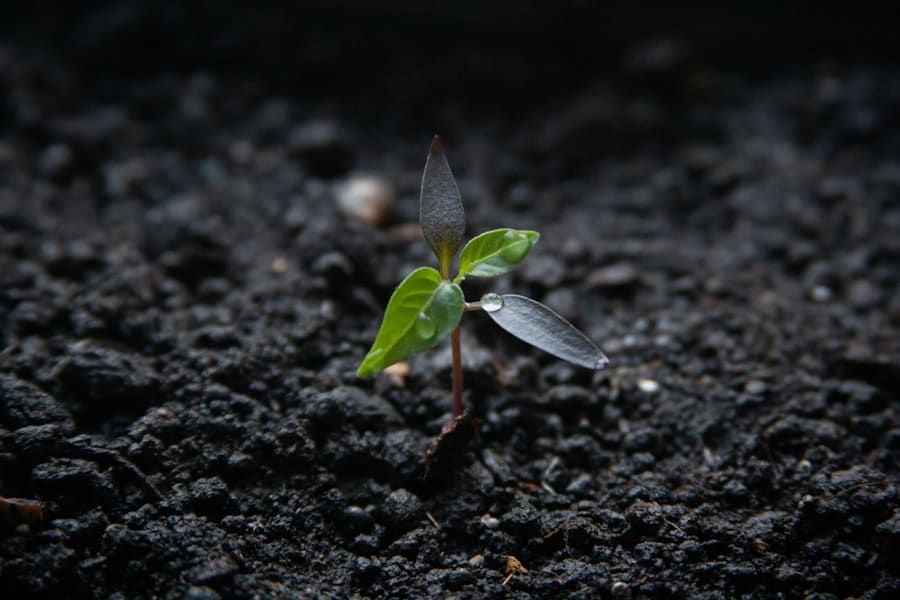 Startups, Metaverse, Growth