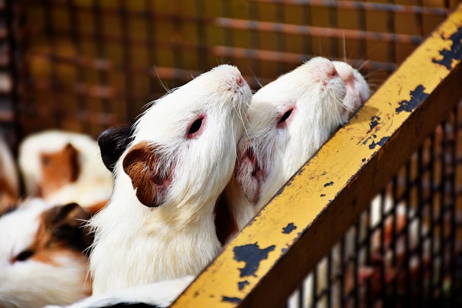 Biotech Advances Animal-Free Testing Models