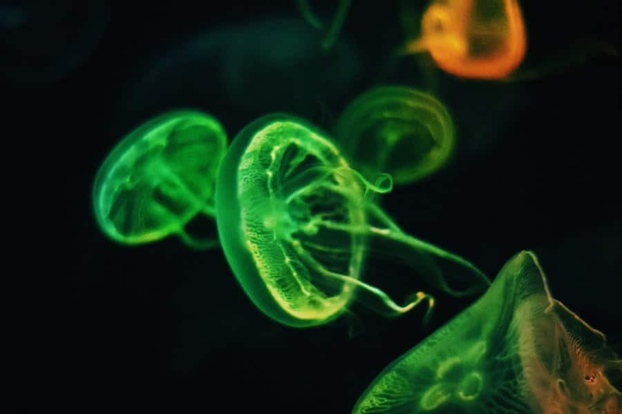 Photo Synthetic Biology