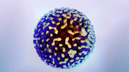 Photo Stem Cell Research