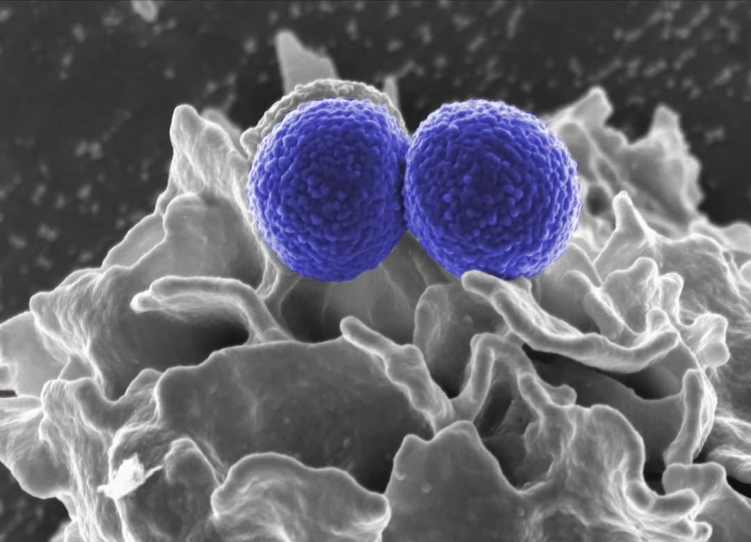 Photo Microbiome Research