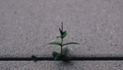 Photo Startups, Metaverse, Growth