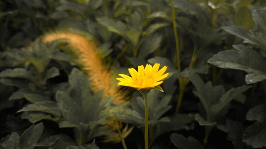 Photo oceanconservation