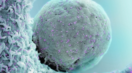 Photo Cell and Gene Therapies