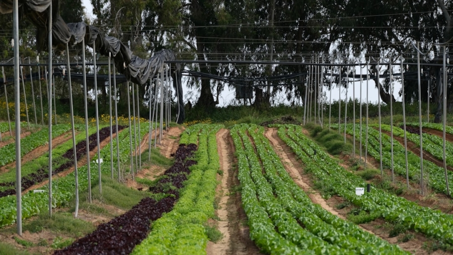 Photo Biotech, Sustainable Agriculture