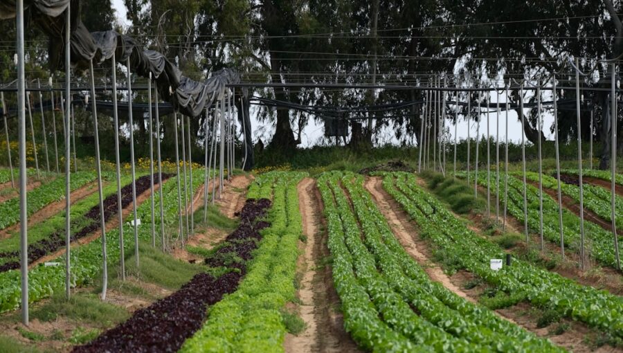 Photo Biotech, Sustainable Agriculture