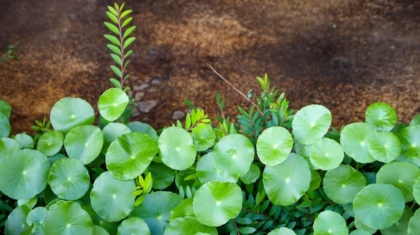 Photo greenemployment