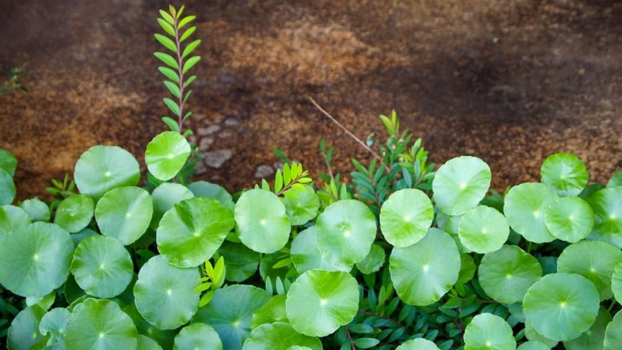 Photo greenemployment