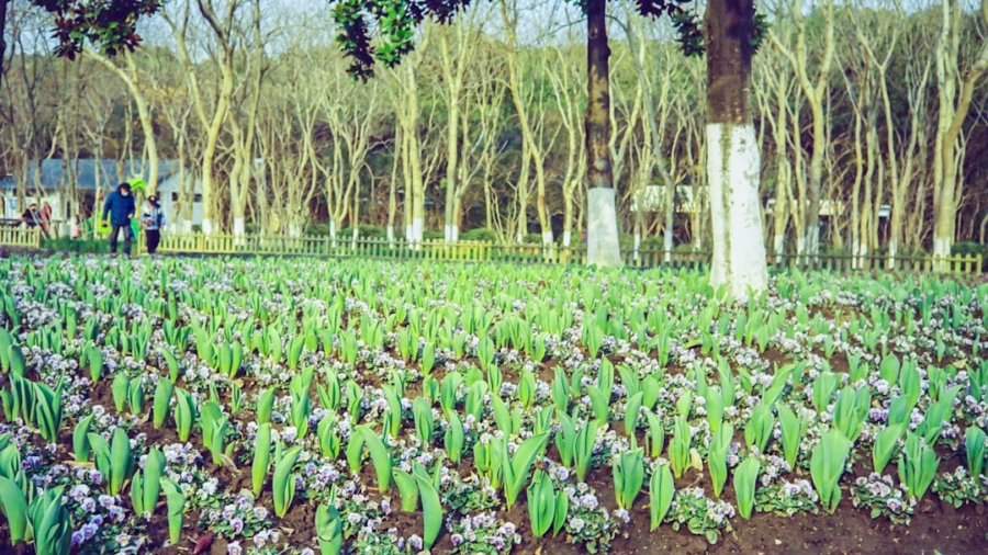 Photo 5G, Smart Agriculture