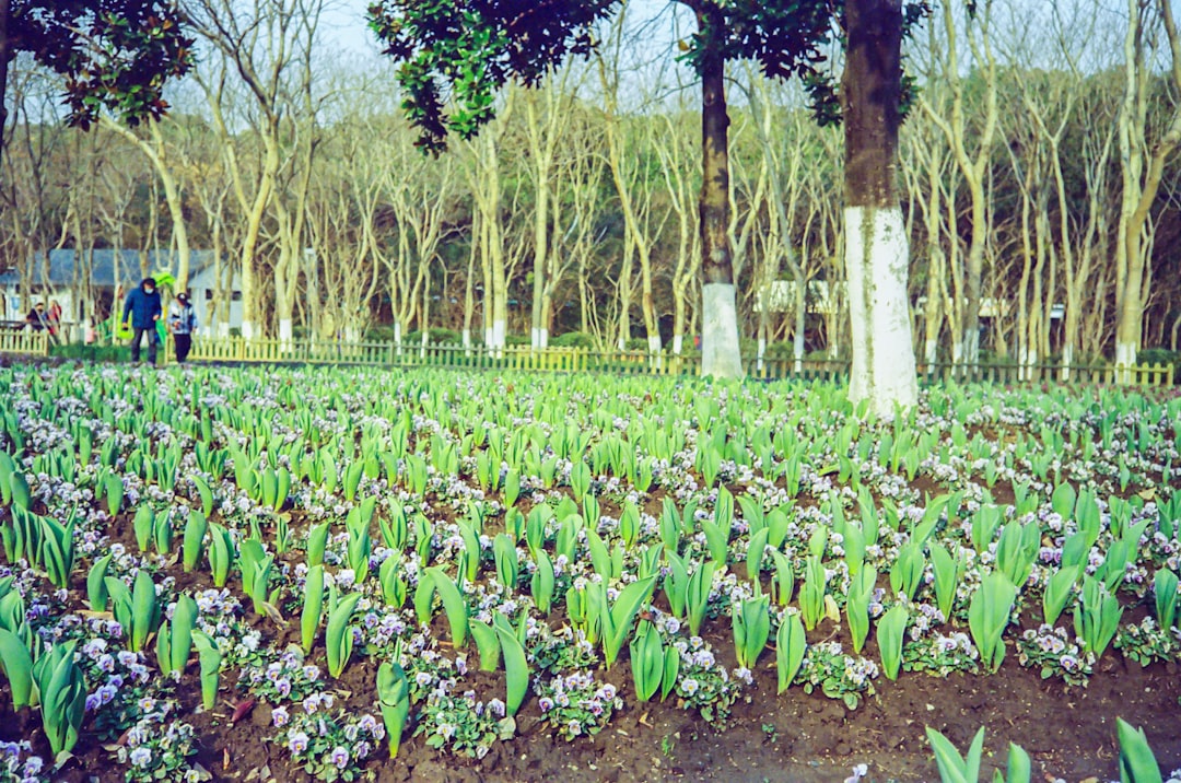 Photo 5G, Smart Agriculture