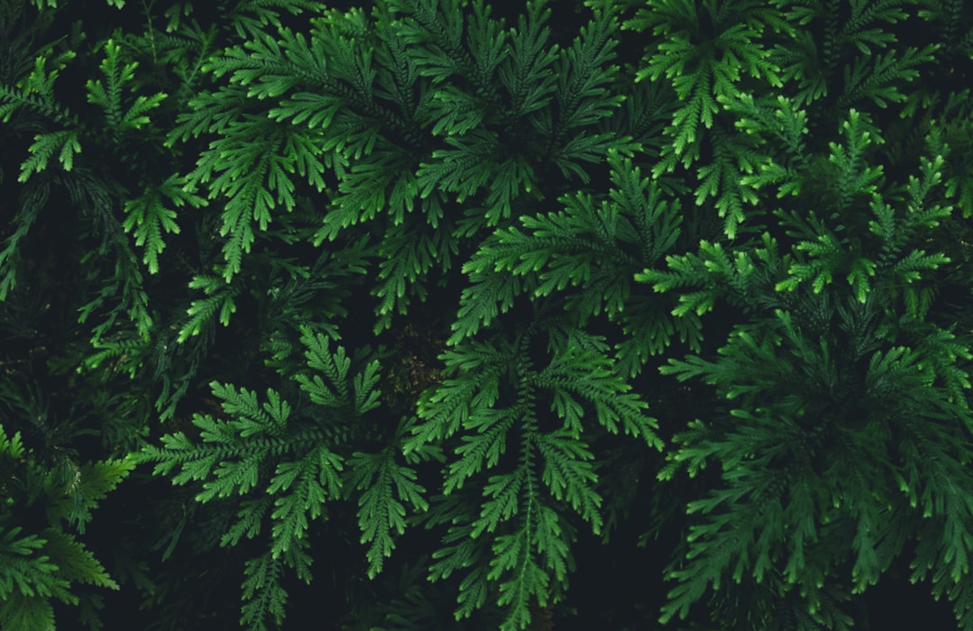 Photo greeneducation