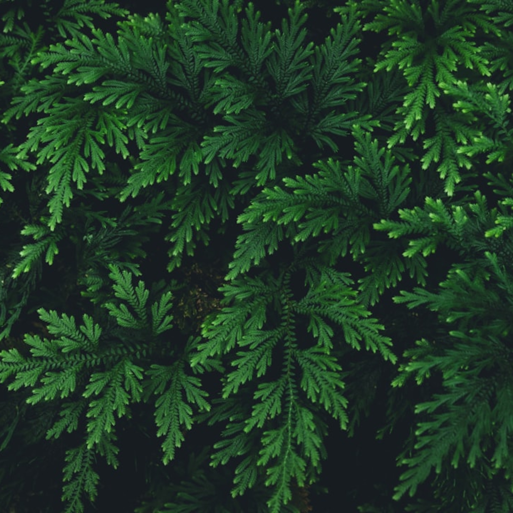 Photo greeneducation