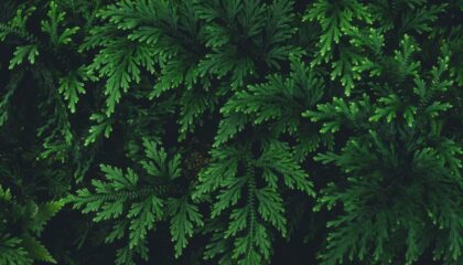 Photo greeneducation