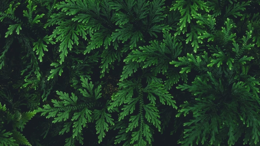 Photo greeneducation