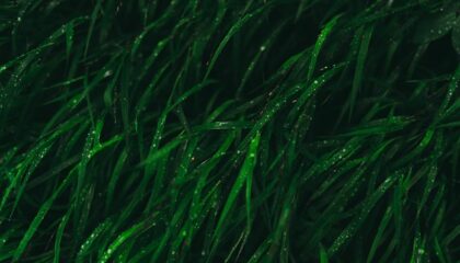 Photo Algae