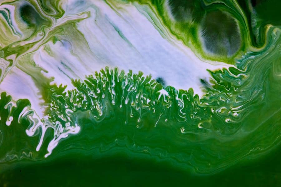 Photo Algae