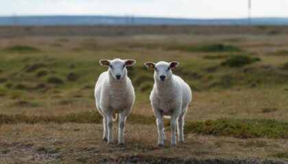 Photo Twins