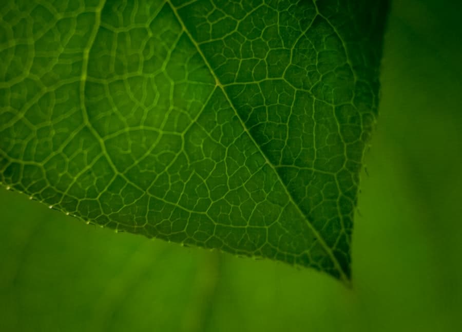 Carbon Footprint Tracking Apps